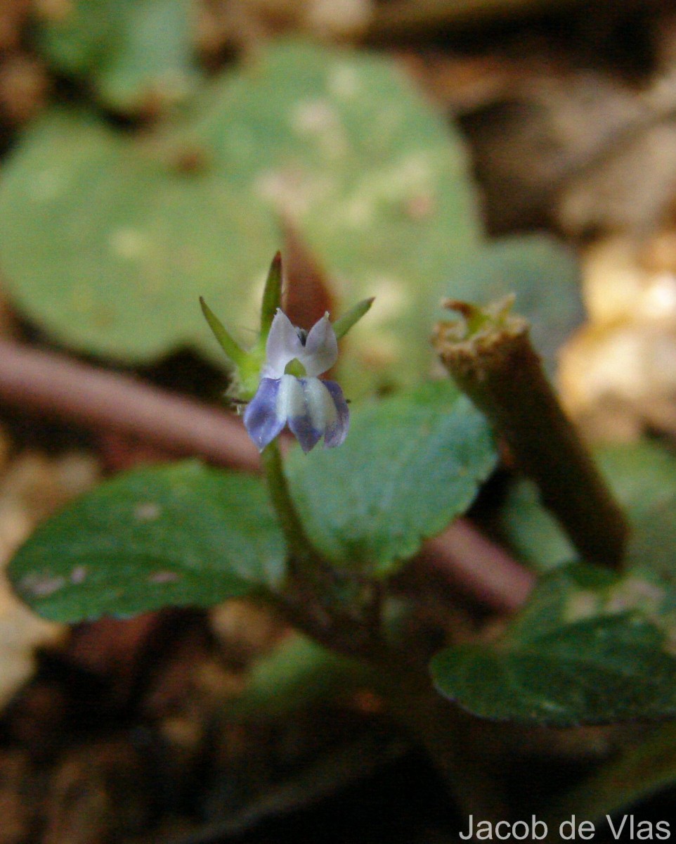 Lobelia zeylanica L.